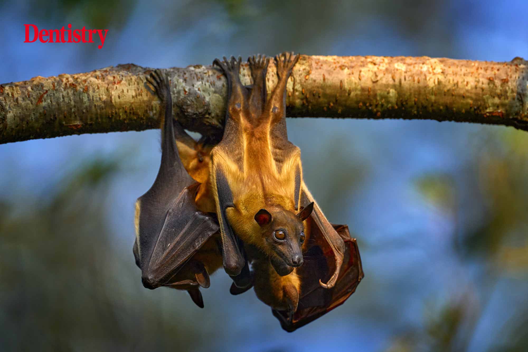 The DNA of fruit bats could help researchers develop a cure for diabetes, according to a new study.