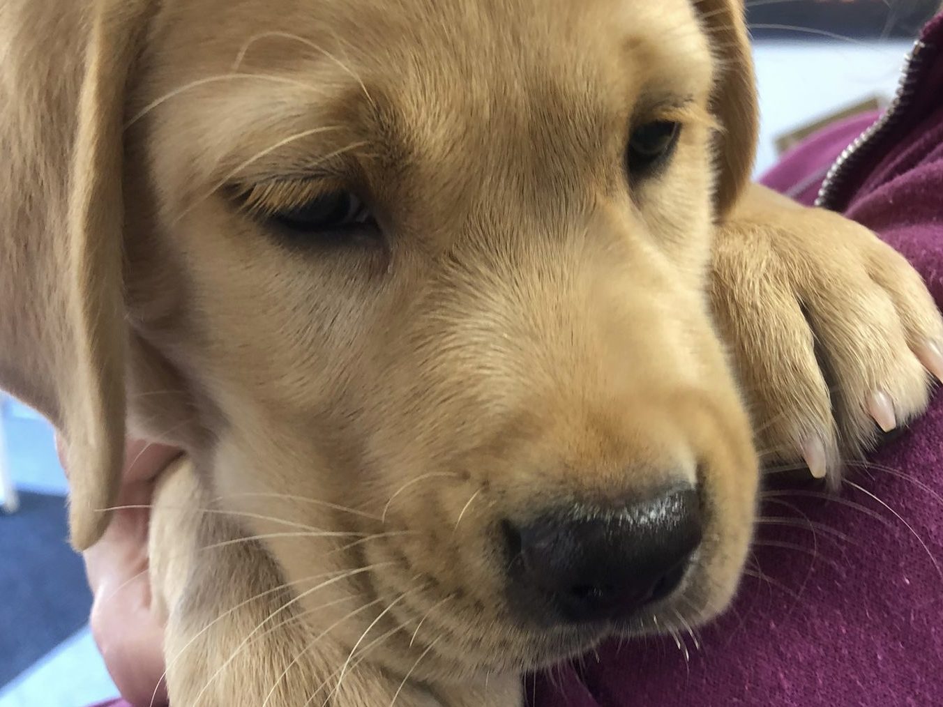 Puppies and pizza – keeping the lab team content