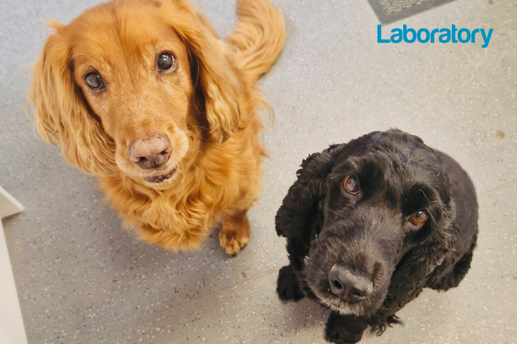 Puppies and pizza – keeping the lab team content