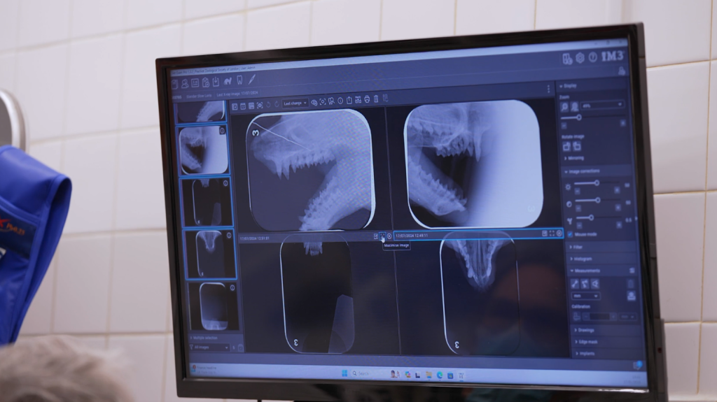 Senior veterinary officer Taina Strike shares how London Zoo cares for the oral health of its animals and the most common dental issues she encounters.