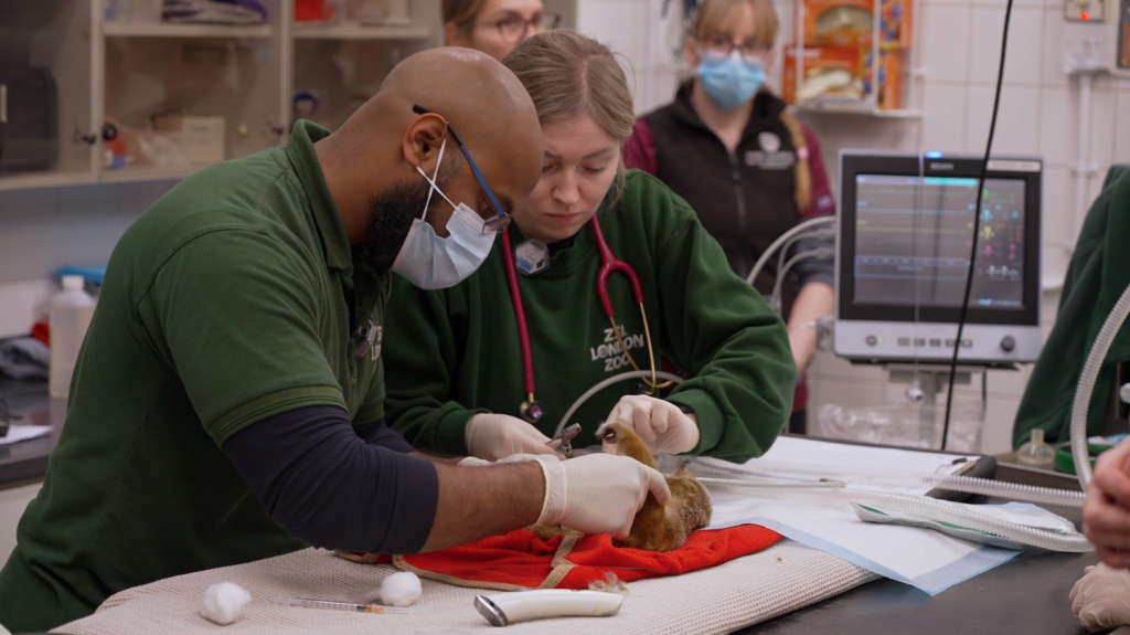 Senior veterinary officer Taina Strike shares how London Zoo cares for the oral health of its animals and the most common dental issues she encounters.