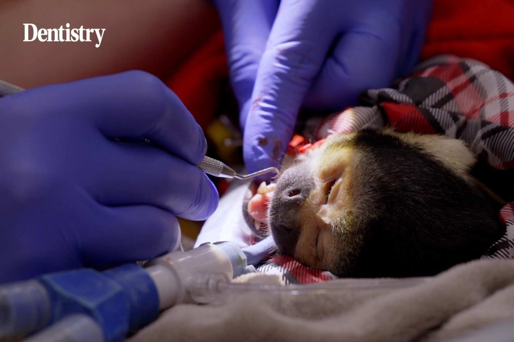 Senior veterinary officer Taina Strike shares how London Zoo cares for the oral health of its animals and the most common dental issues she encounters.
