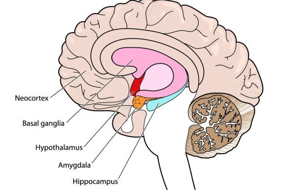 Brain showing the hypothalamus - Dentistry.co.uk