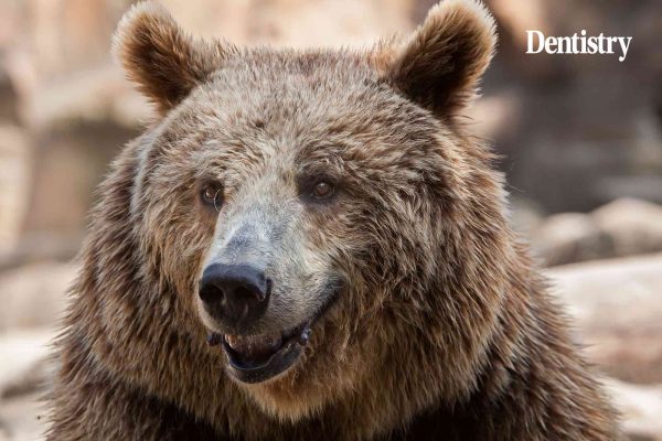 A brown bear suffering from toothache underwent a root canal treatment to remove an abscess