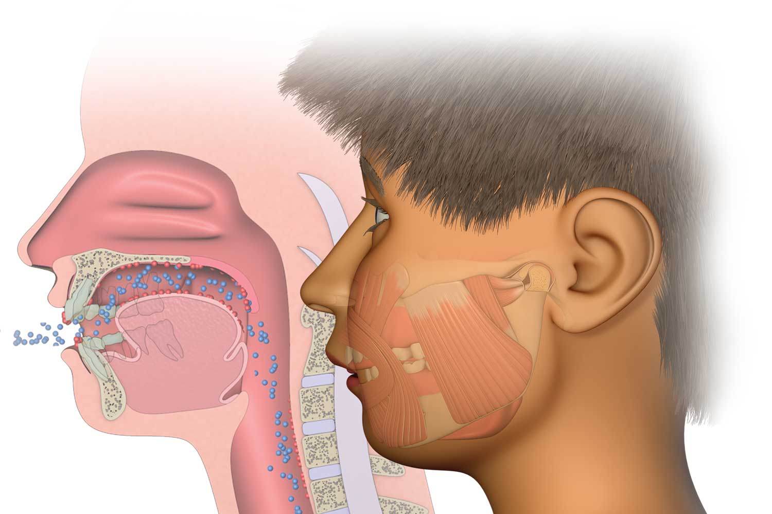 myofunctional orthodontics