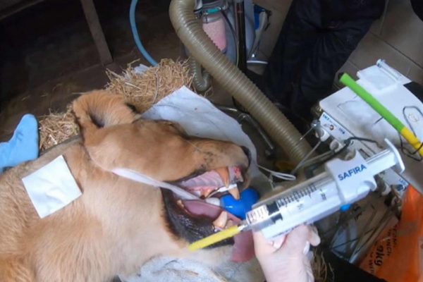 Lion becomes first animal to have dental surgery using NHS-developed anaesthesia