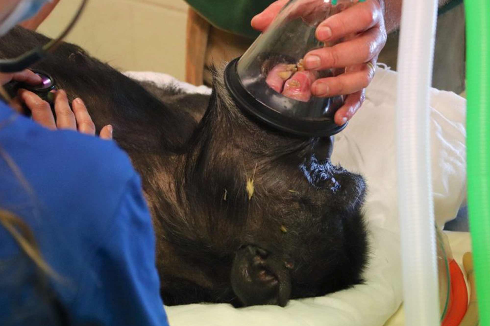 In photos – chimpanzee undergoes tooth extraction at zoo