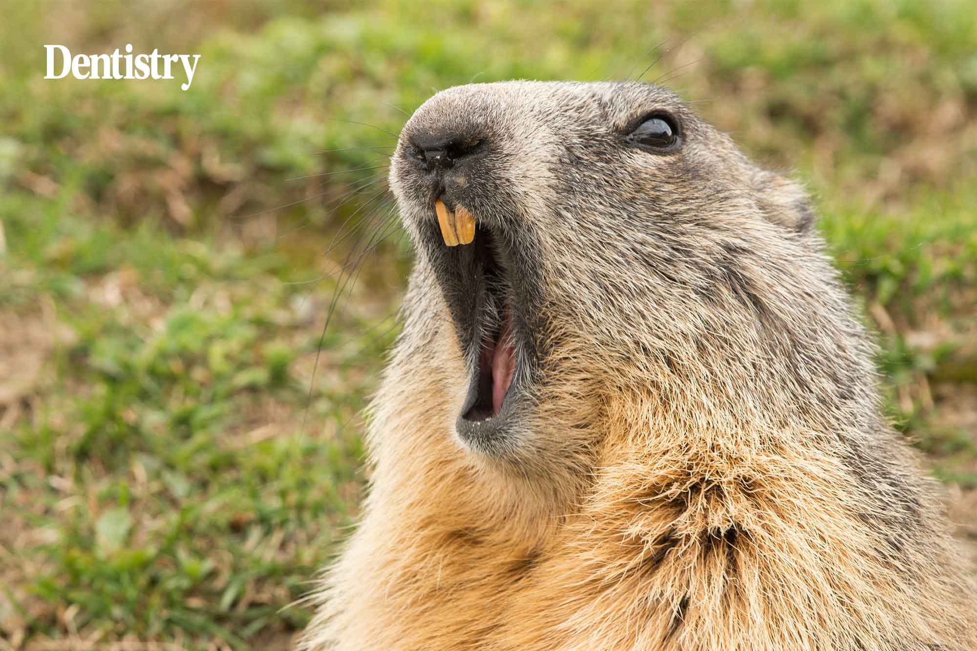 kevin lewis groundhog day 