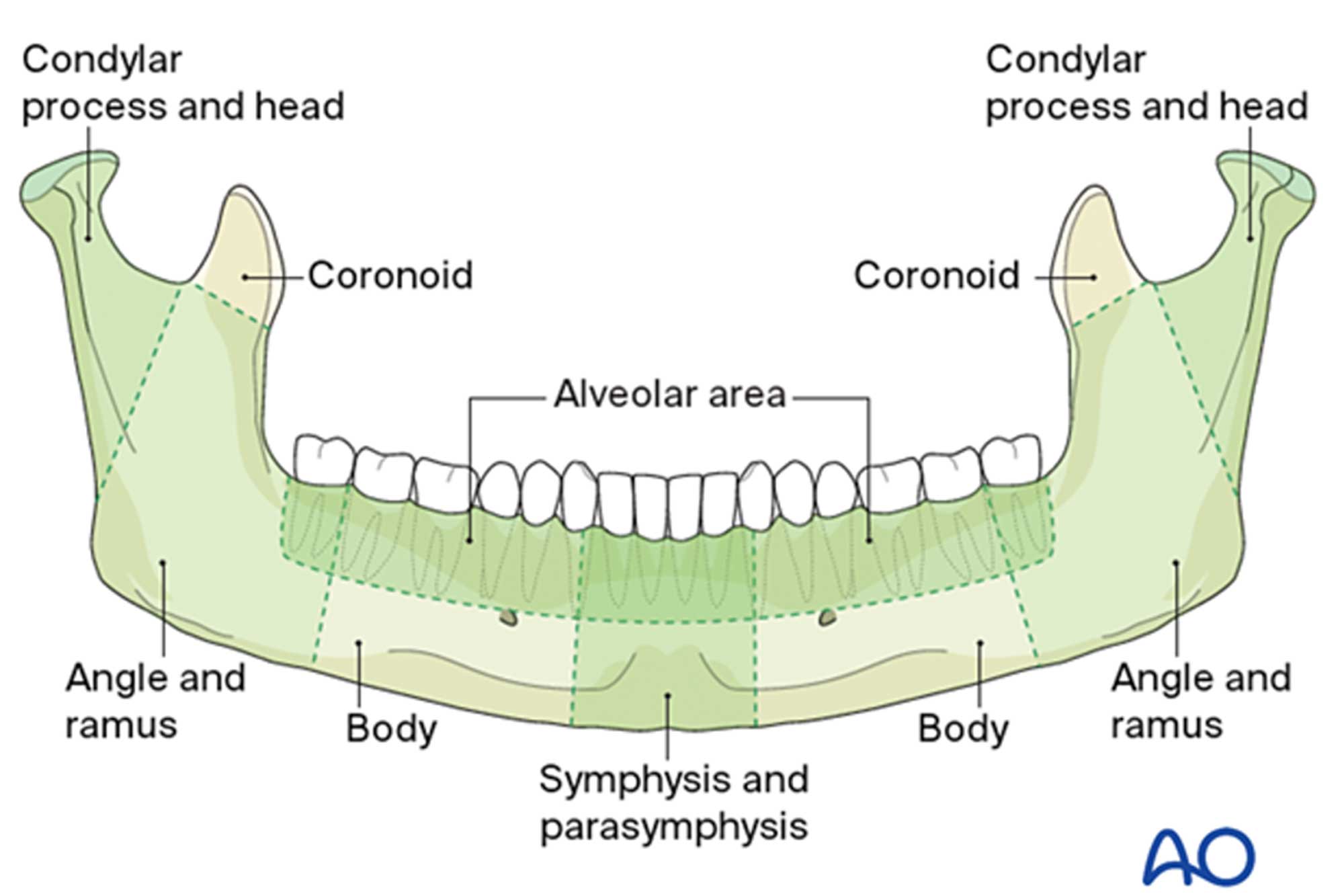 mandible fractures